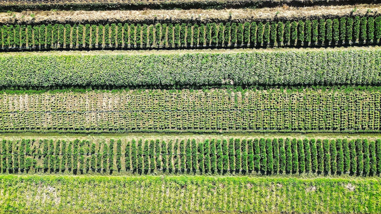 story-img Aerial perspective of lush green crop fields in Trinidad and Tobago, showcasing agricultural patterns and natural beauty.
